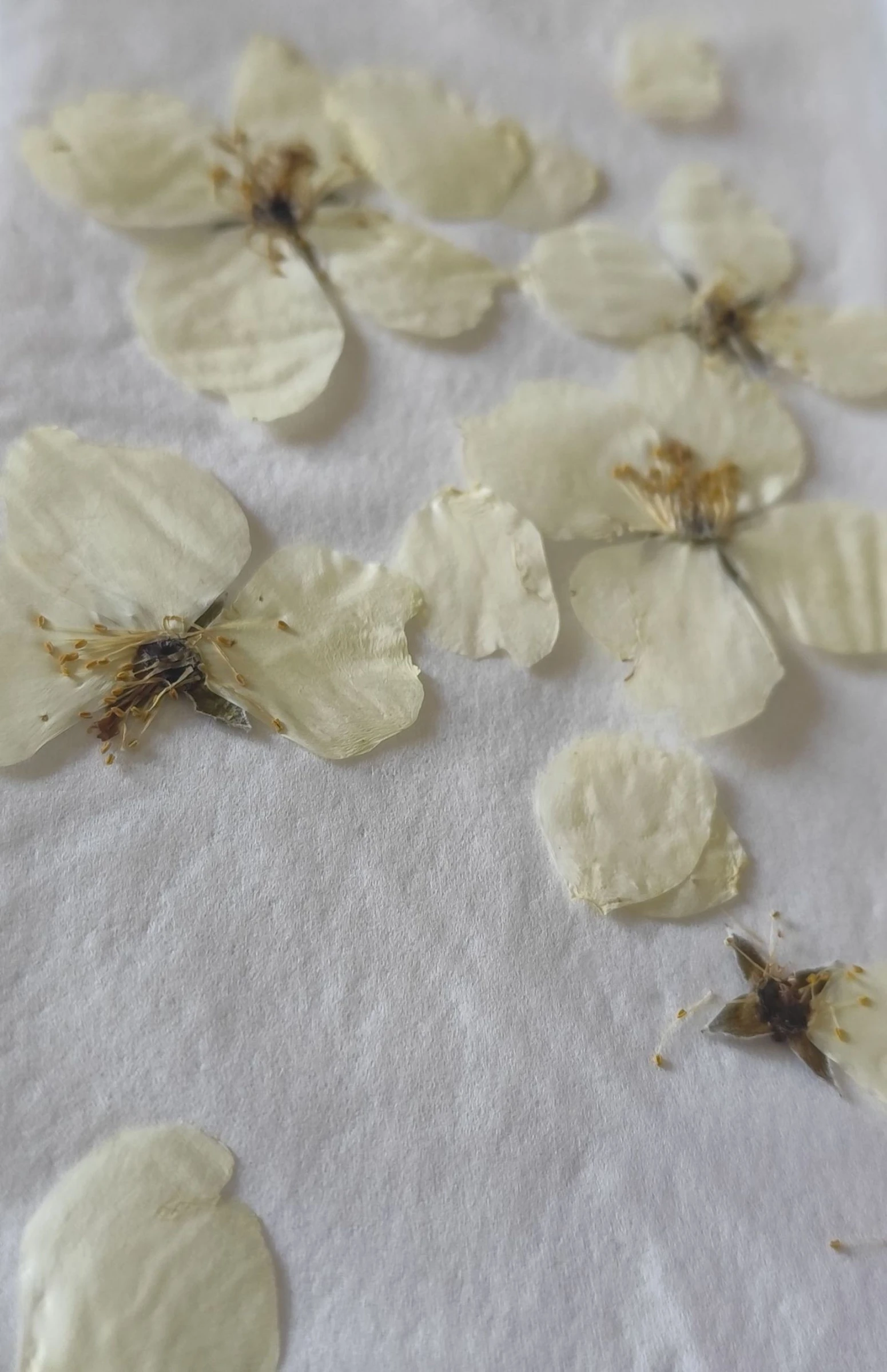 Florblanca Celindas Earrings #florblanca – photo 9